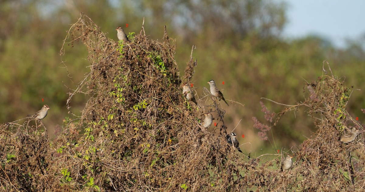 White-crowned Sparrow - ML646124049