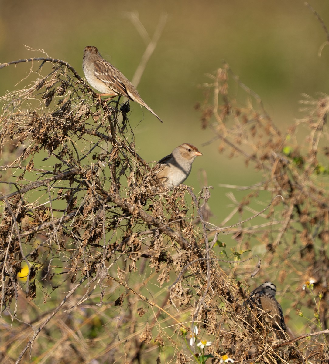 White-crowned Sparrow - ML646124053