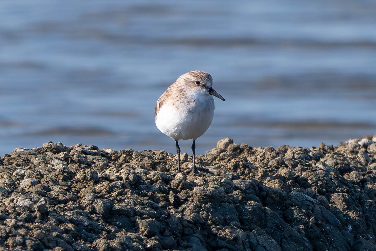 Little Stint - ML646124054
