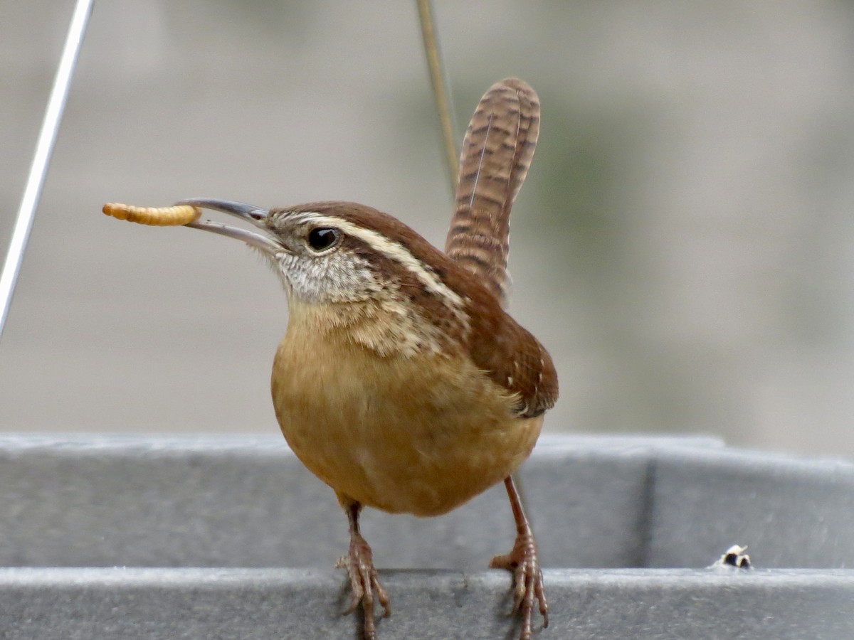 Поплітник каролінський - ML646124066