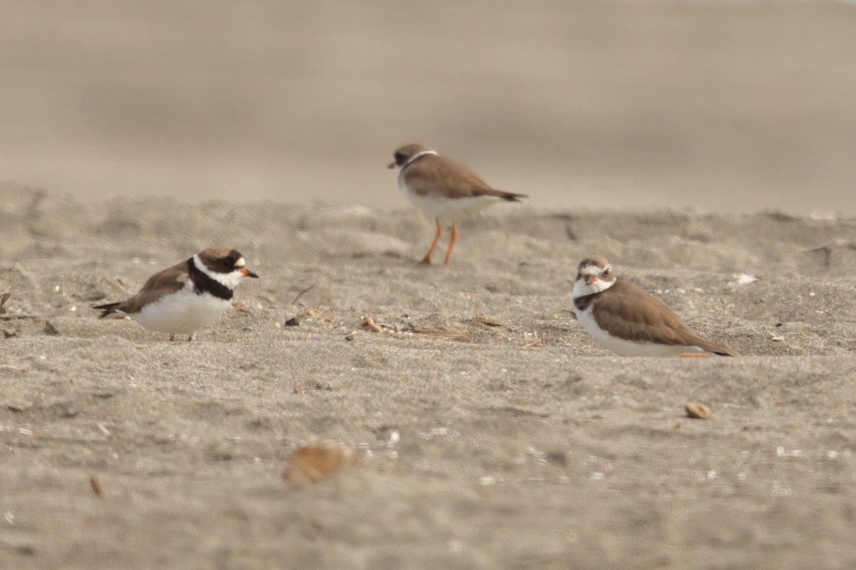 Semipalmated Plover - ML646124070