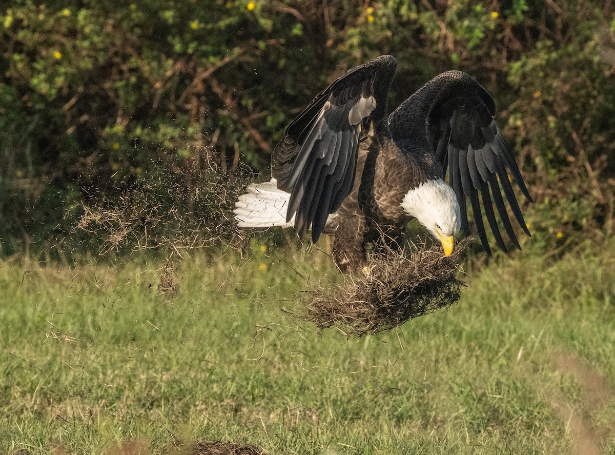Bald Eagle - ML646124072