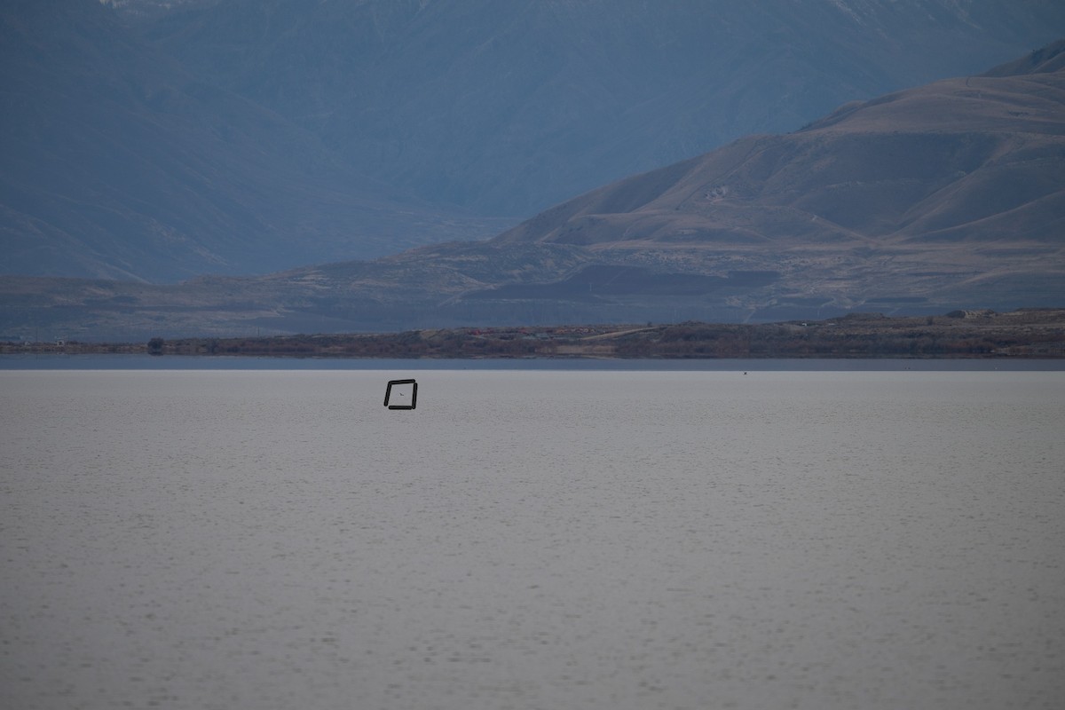 Red-throated Loon - ML646124073