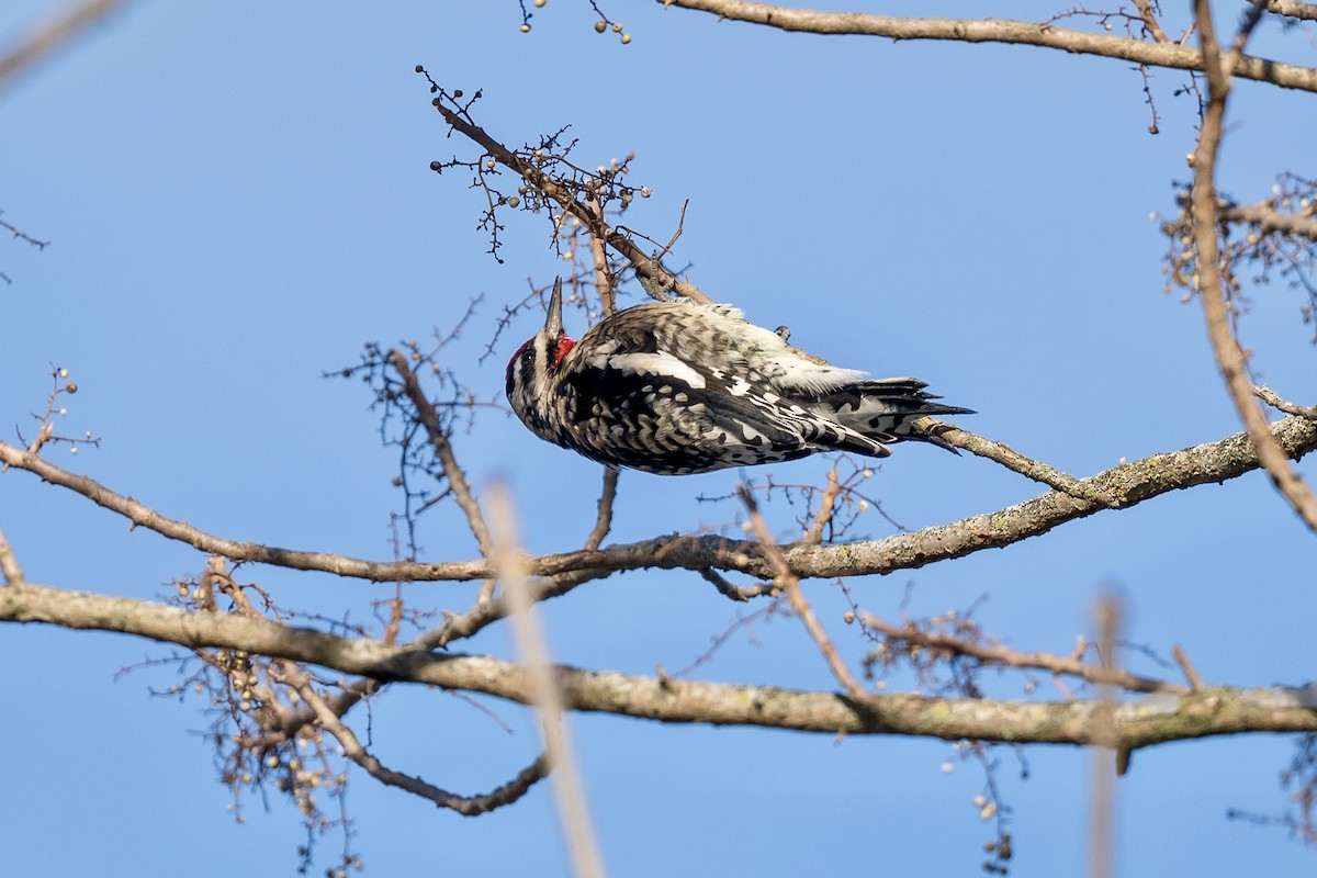 Yellow-bellied Sapsucker - ML646124078