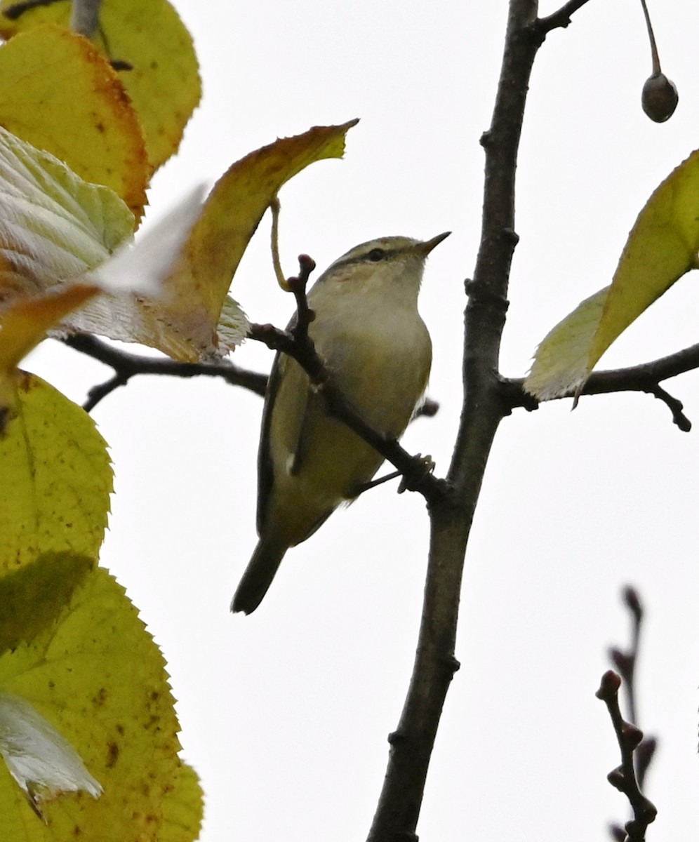Hume's Warbler - ML646124079