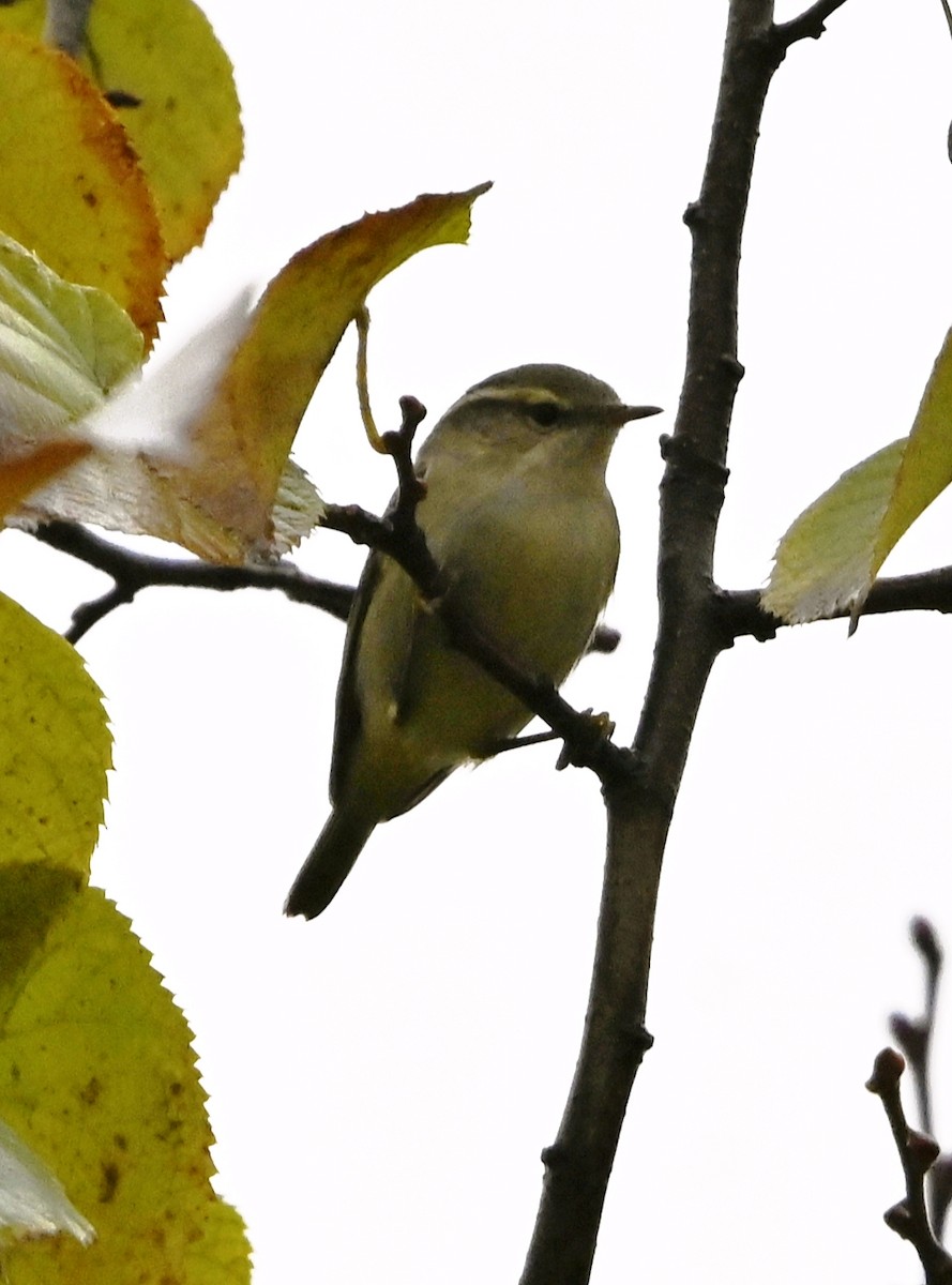 Hume's Warbler - ML646124080