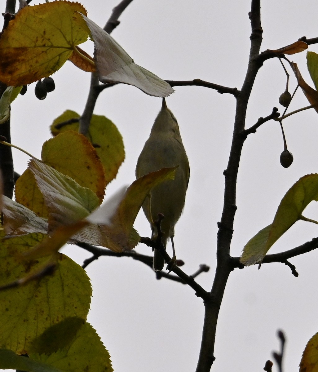 Hume's Warbler - ML646124081