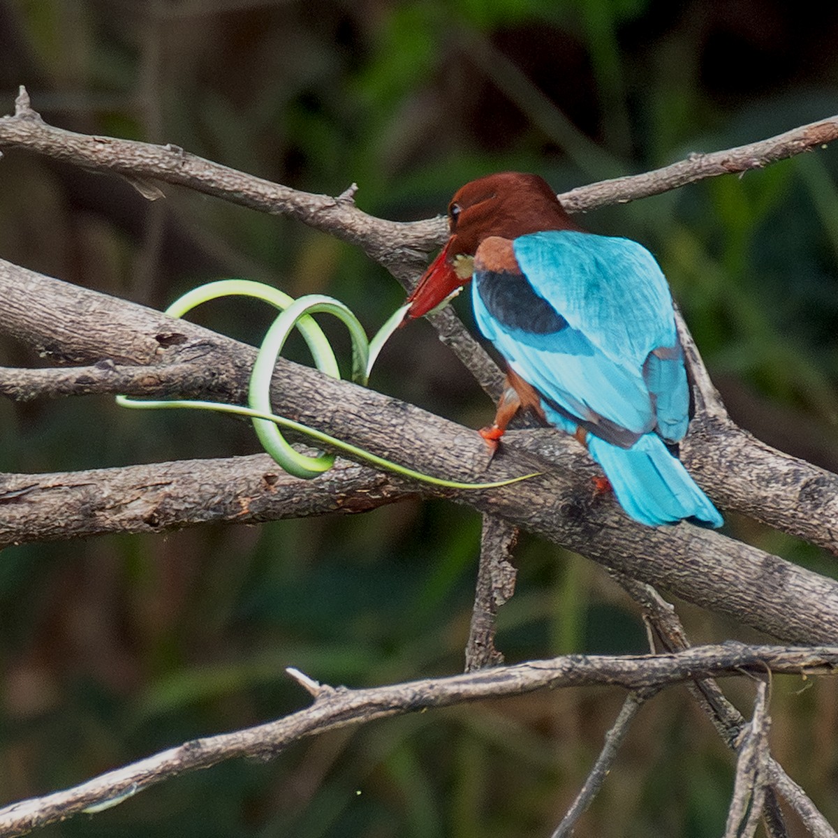 蒼翡翠 - ML646124082