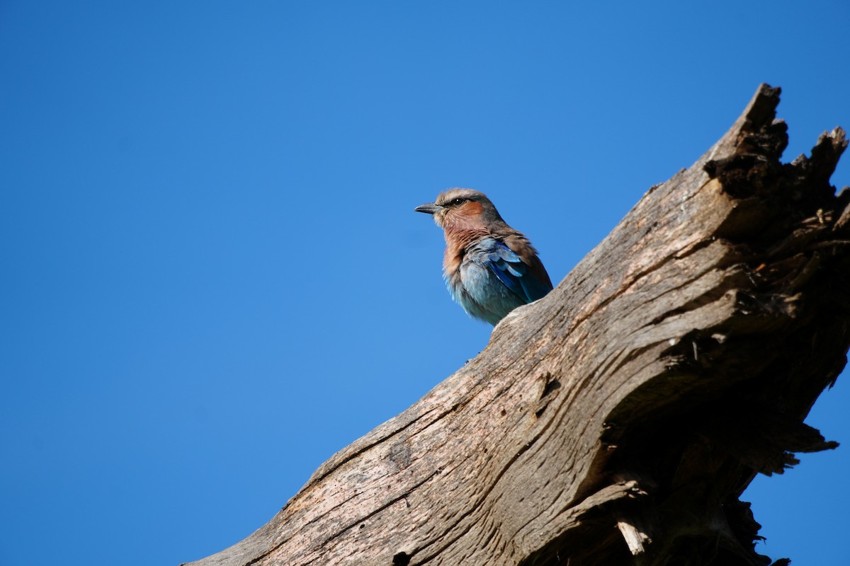 Lilac-breasted Roller - ML646124084