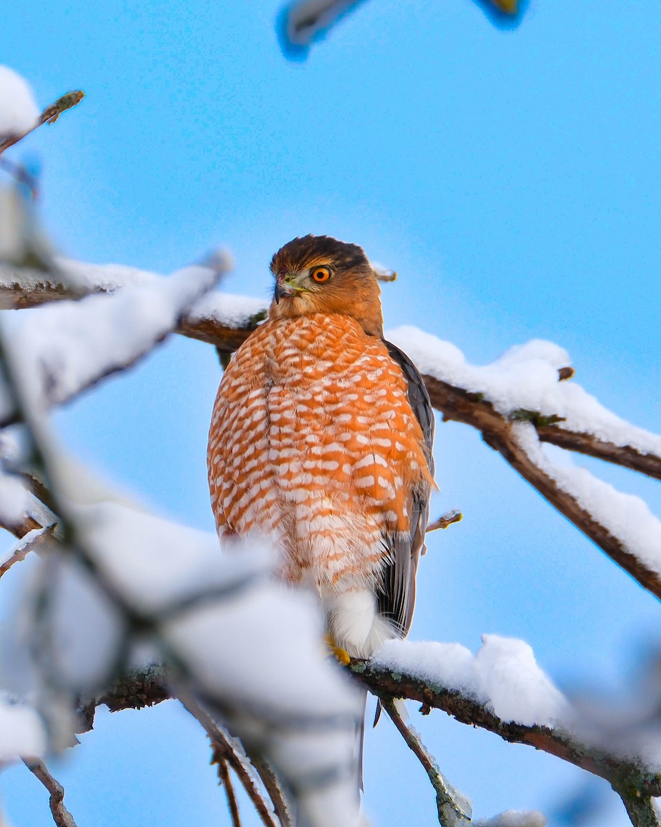 jestřáb americký - ML646124091