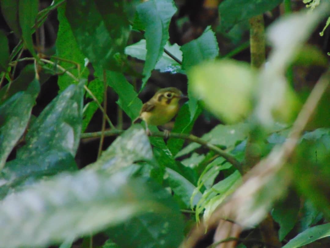 Platyrhynque à moustaches - ML646124093