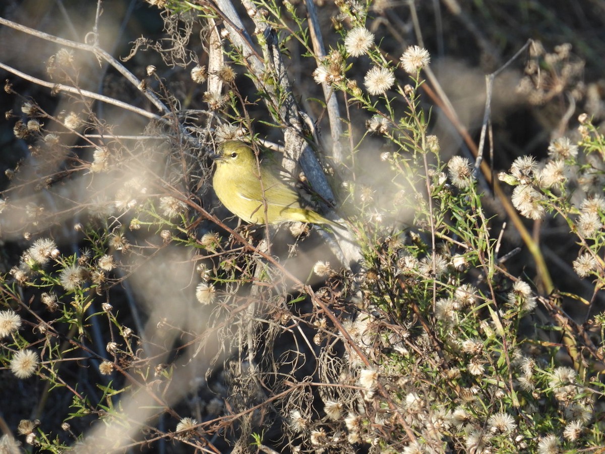Orange-crowned Warbler - ML646124100