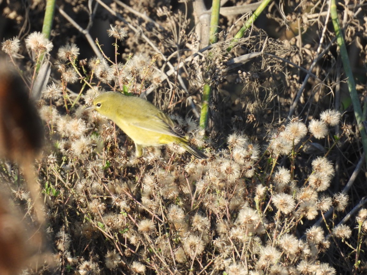 Orange-crowned Warbler - ML646124101