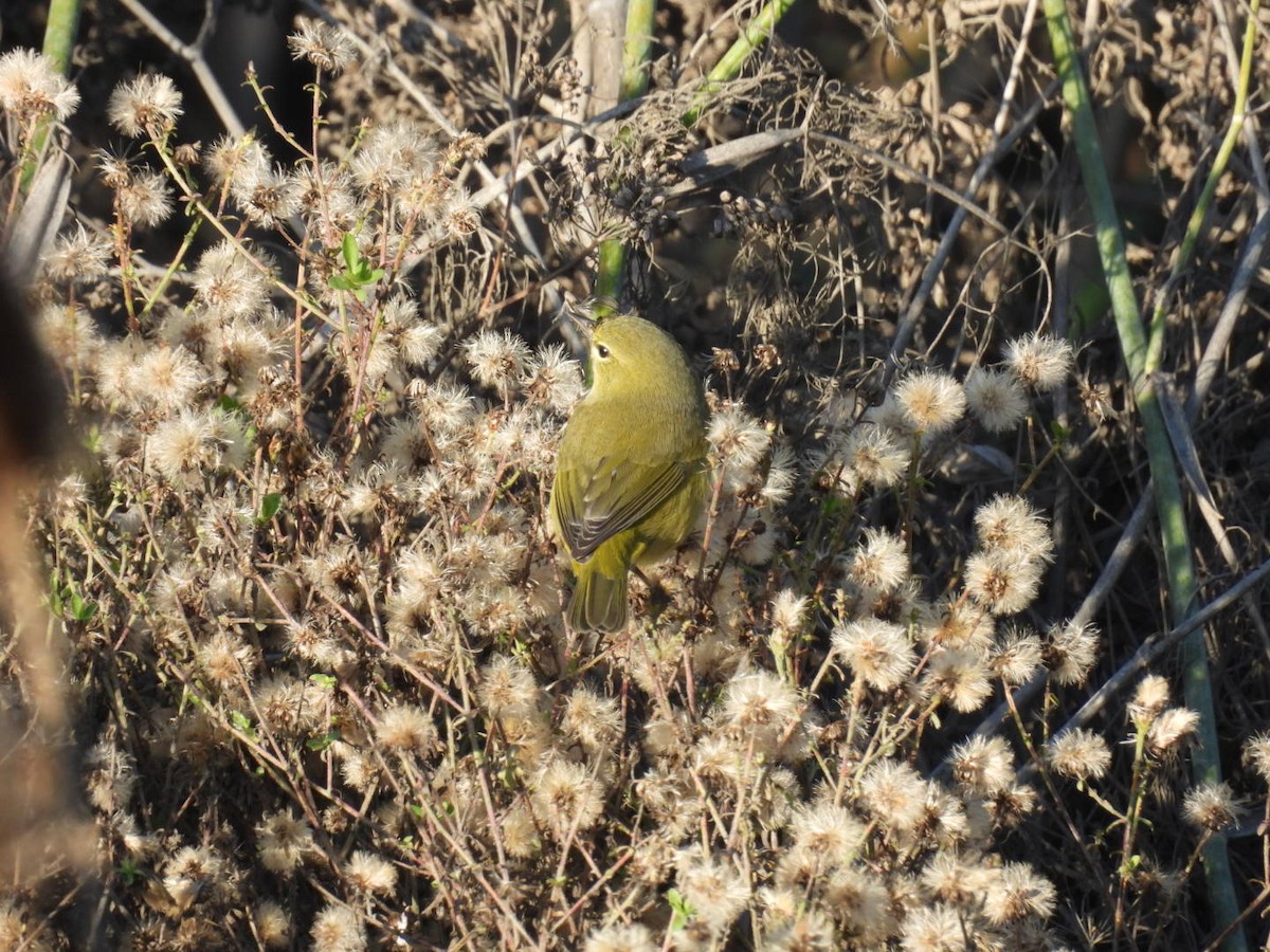 Orange-crowned Warbler - ML646124102