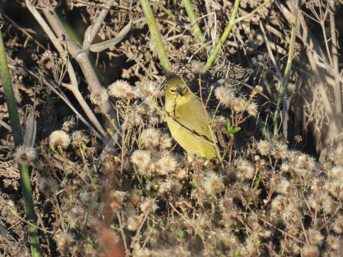 Orange-crowned Warbler - ML646124103