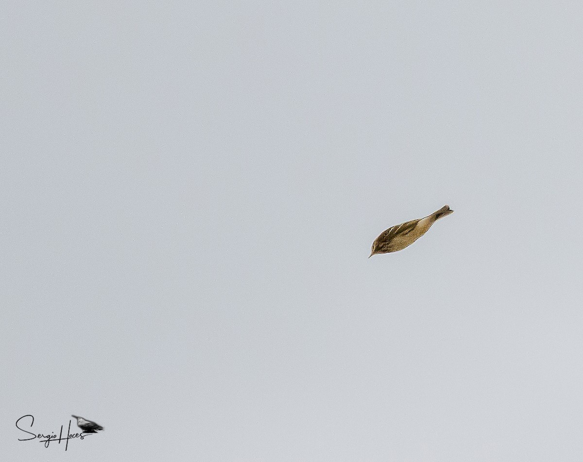 Pispola - ML646124106