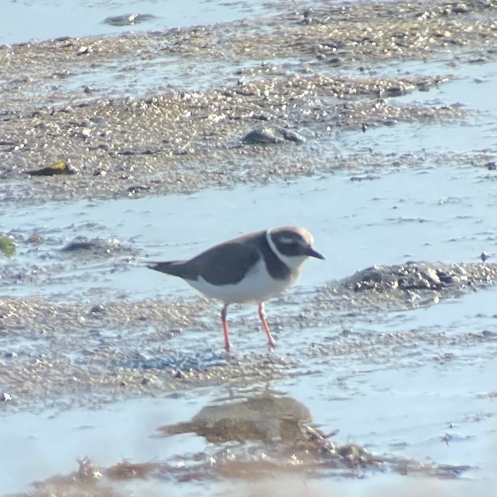 Хүзүүвчит хиазат - ML646124110