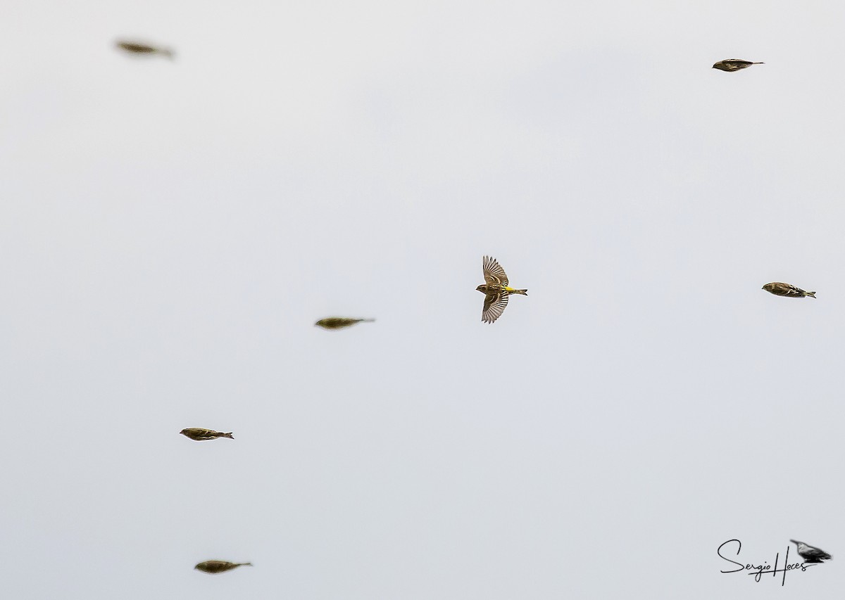 Verzellino - ML646124111