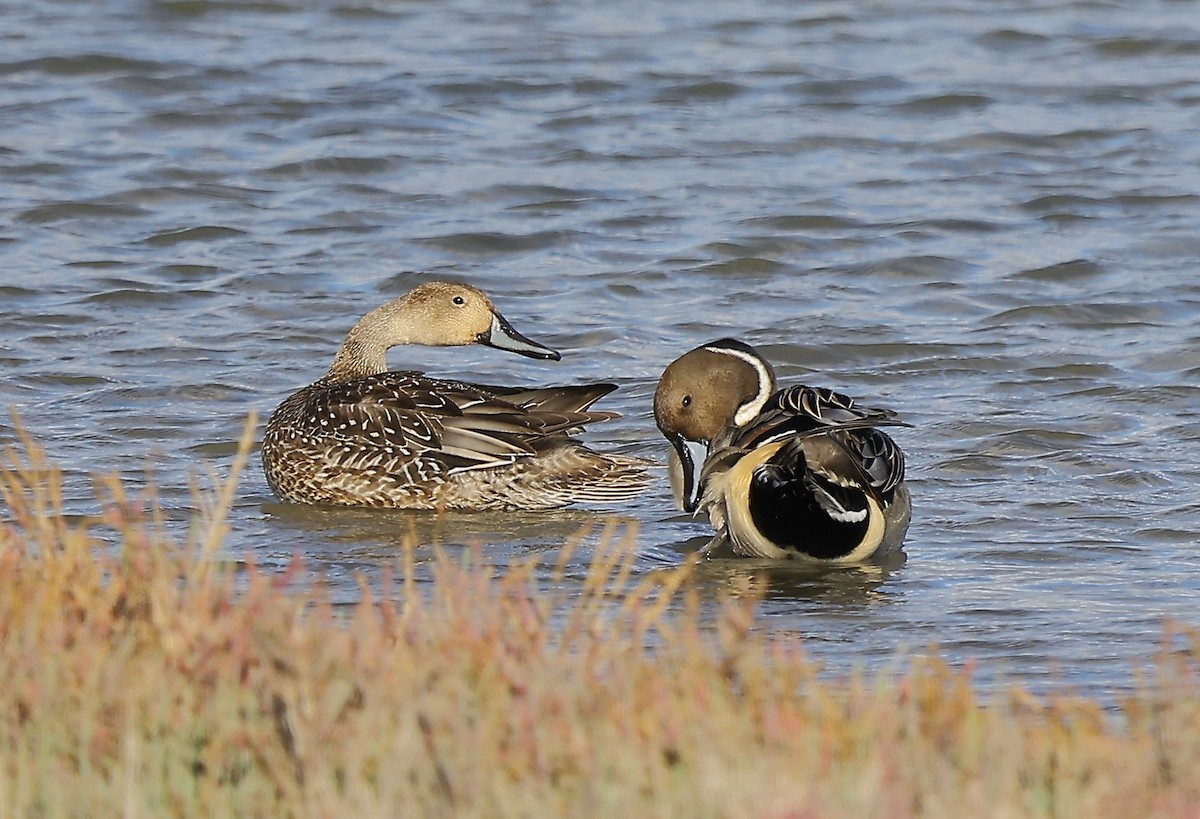 Northern Pintail - ML646124115