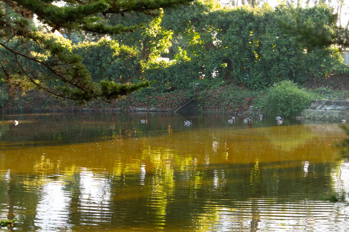 Mallard - ML646124120