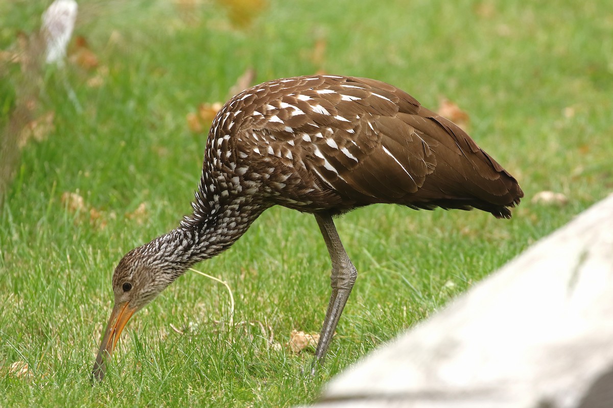 Limpkin (Speckled) - ML646124129