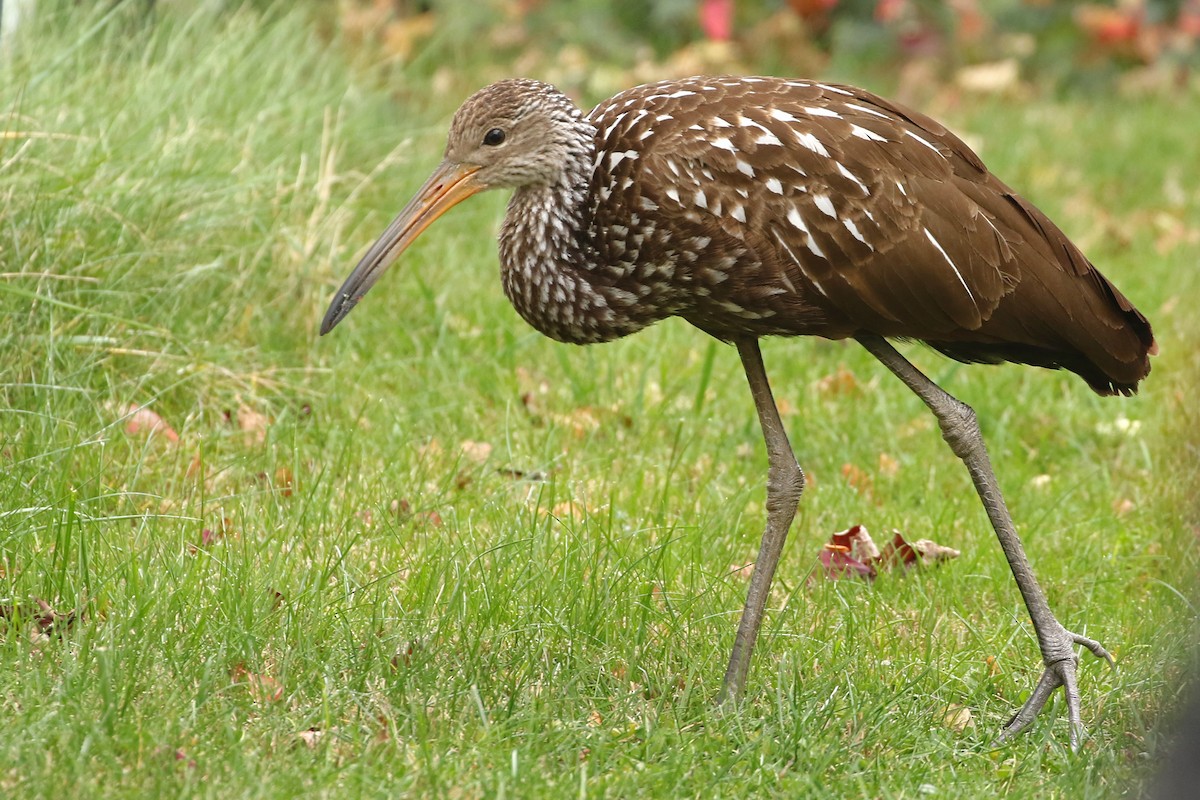 Limpkin (Speckled) - ML646124130