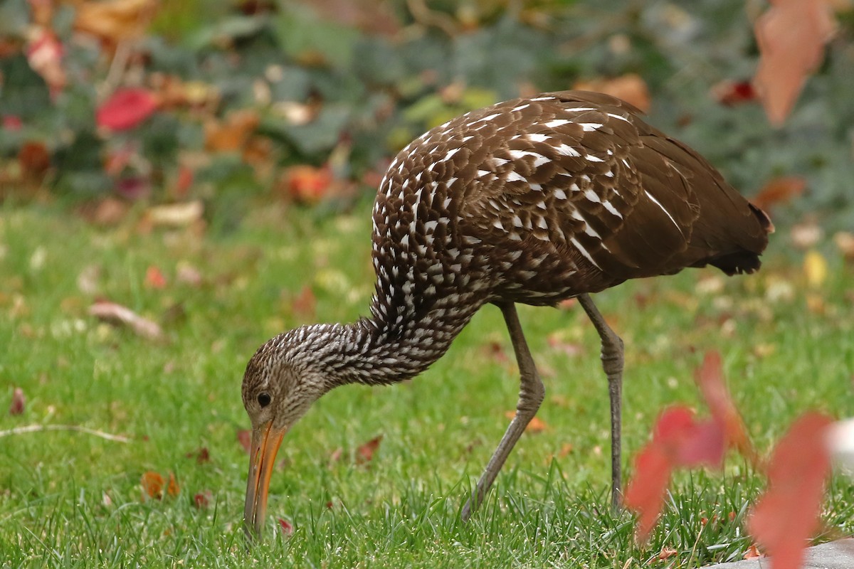 Limpkin (Speckled) - ML646124131