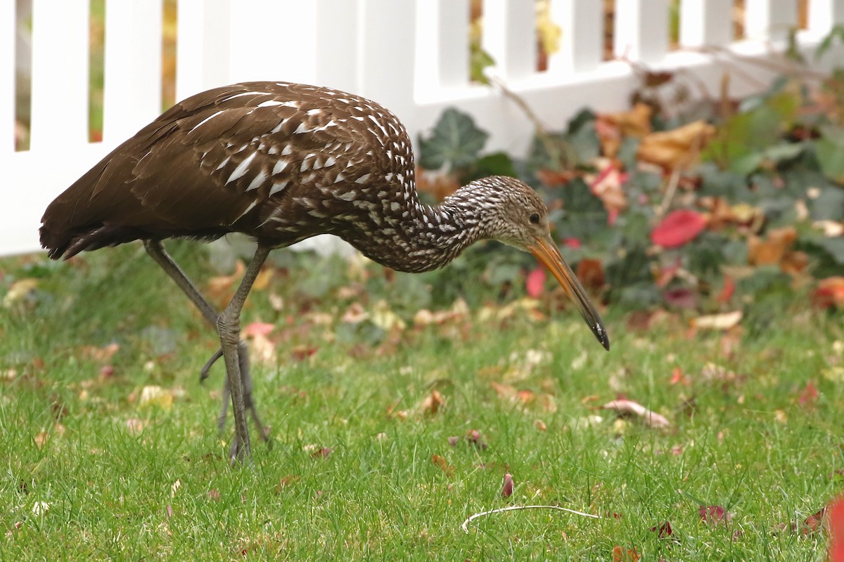 Limpkin (Speckled) - ML646124133