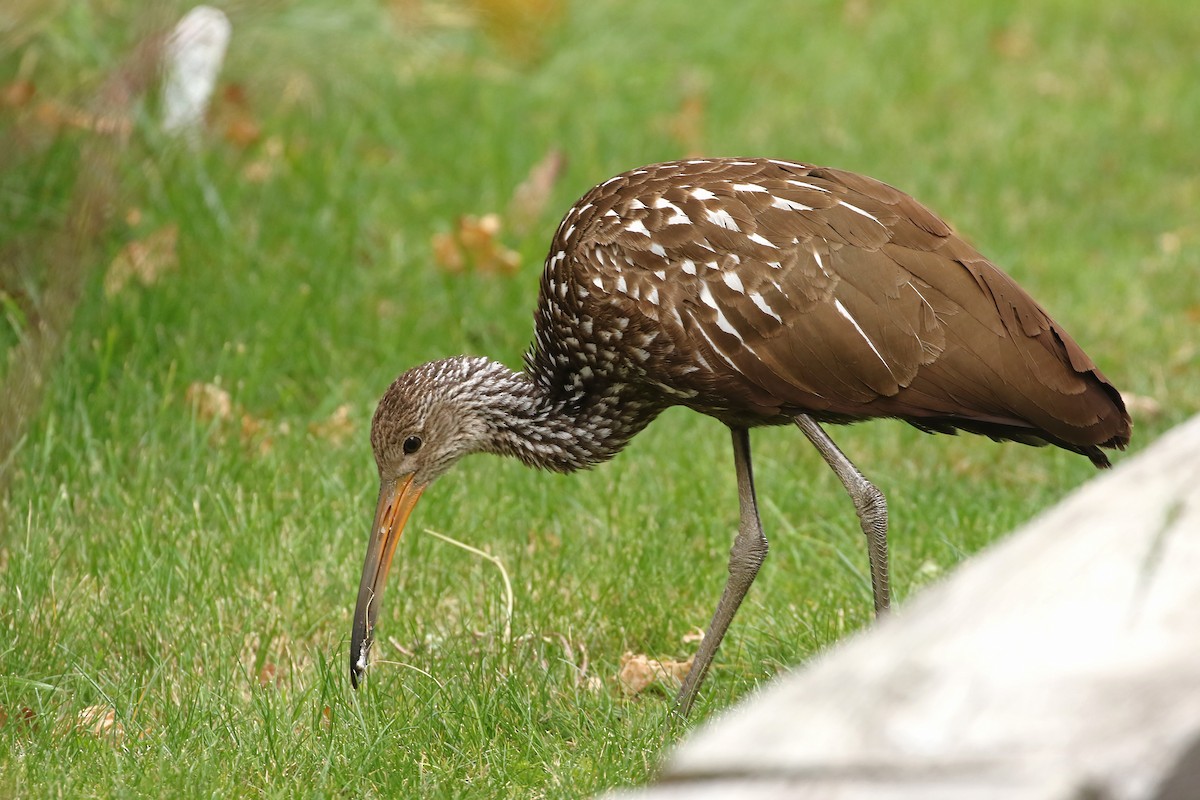 Limpkin (Speckled) - ML646124134