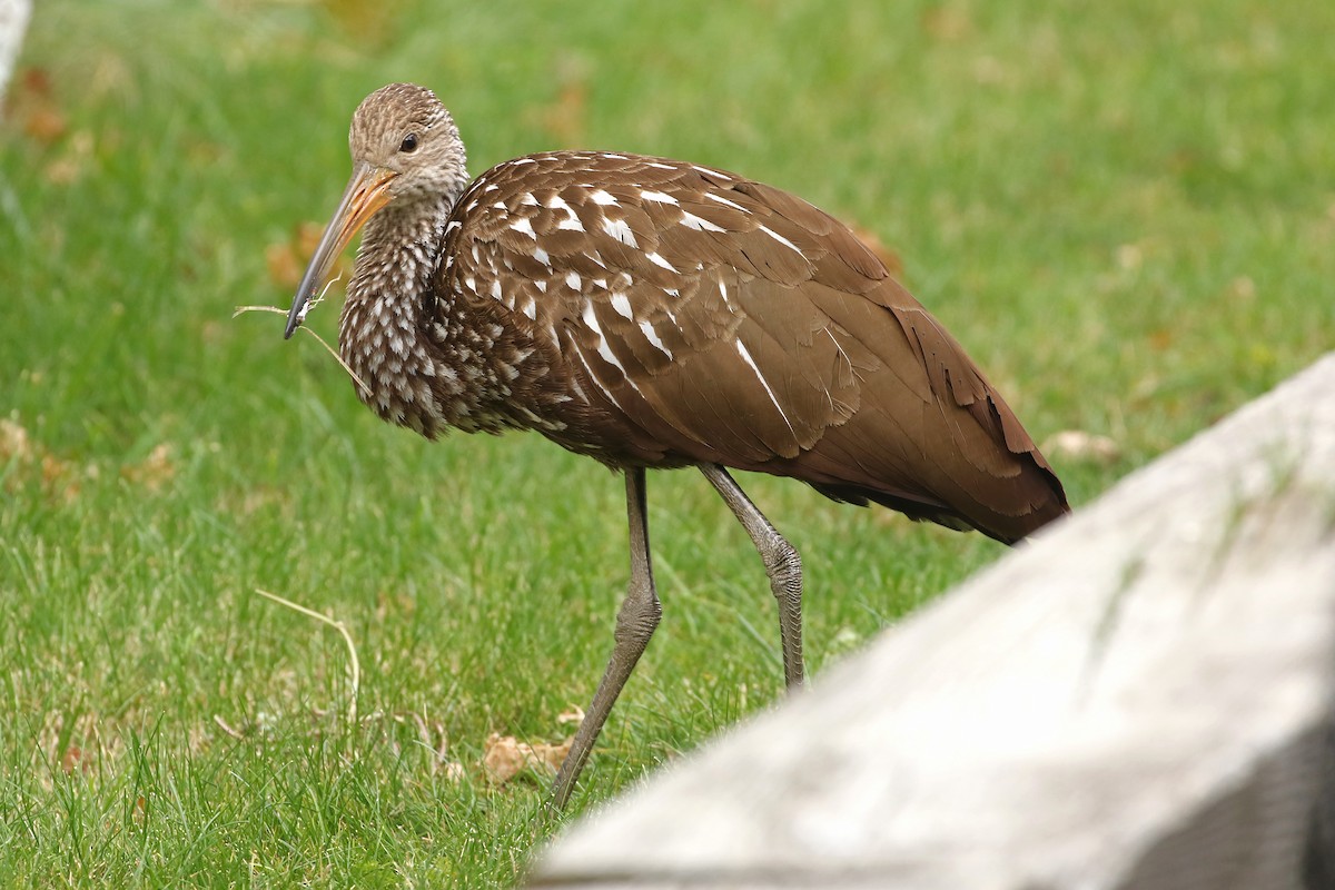 Limpkin (Speckled) - ML646124135