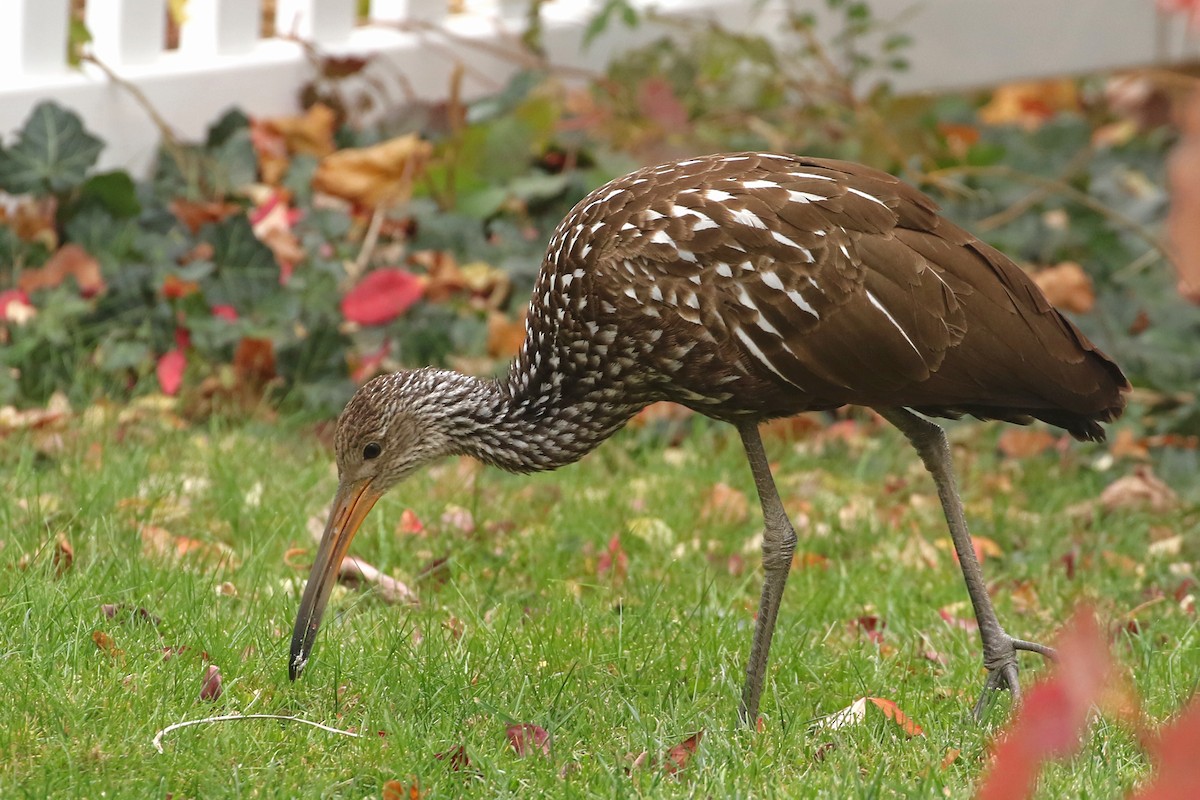 Limpkin (Speckled) - ML646124136