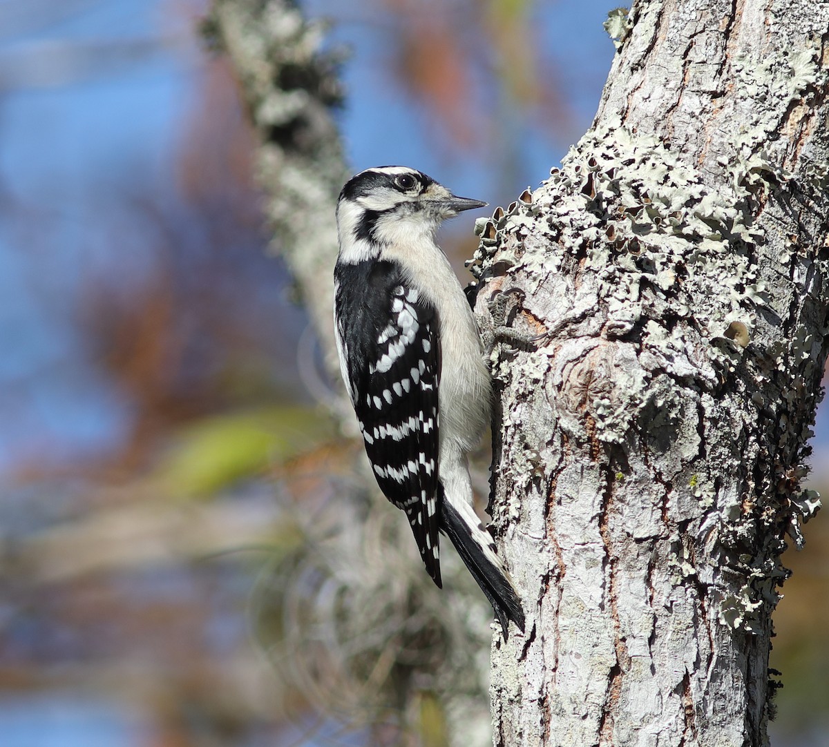 Downy Woodpecker - ML646124143