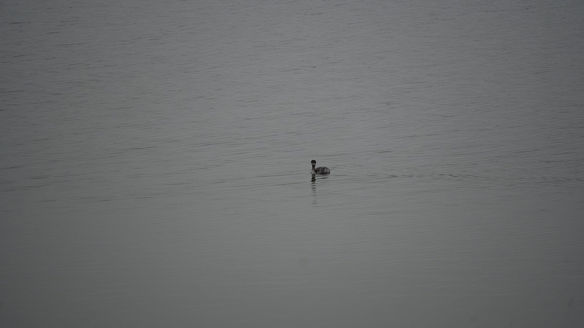 Eared Grebe - ML646124146