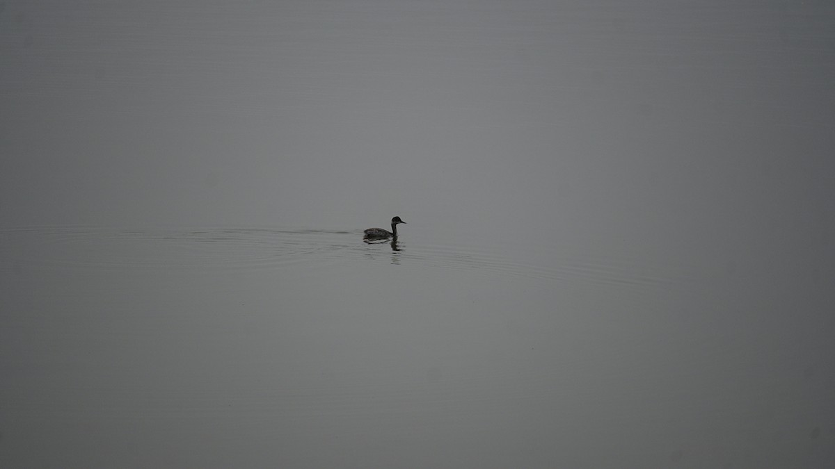 Eared Grebe - ML646124147