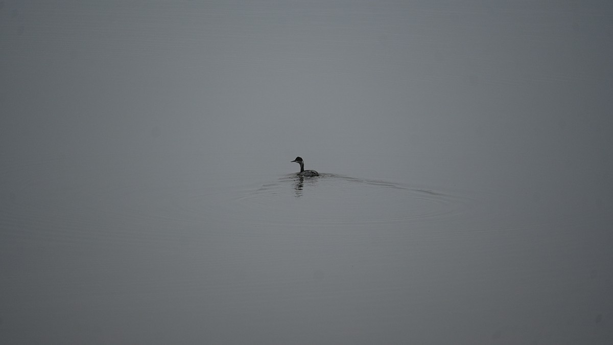 Eared Grebe - ML646124148