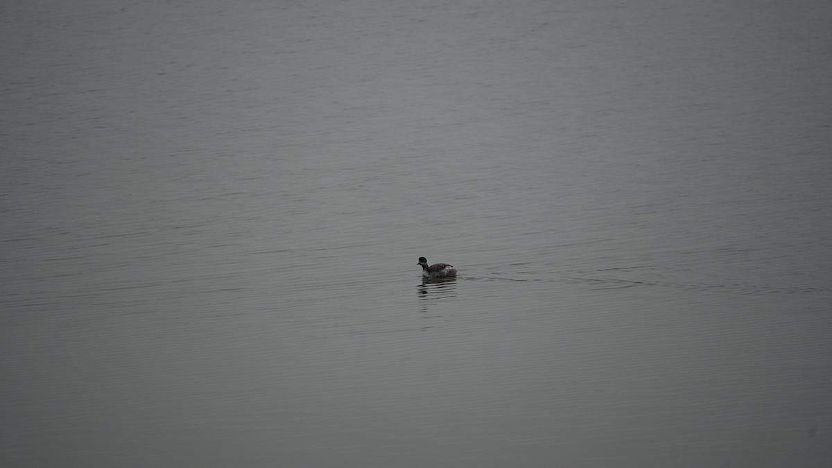 Eared Grebe - ML646124149