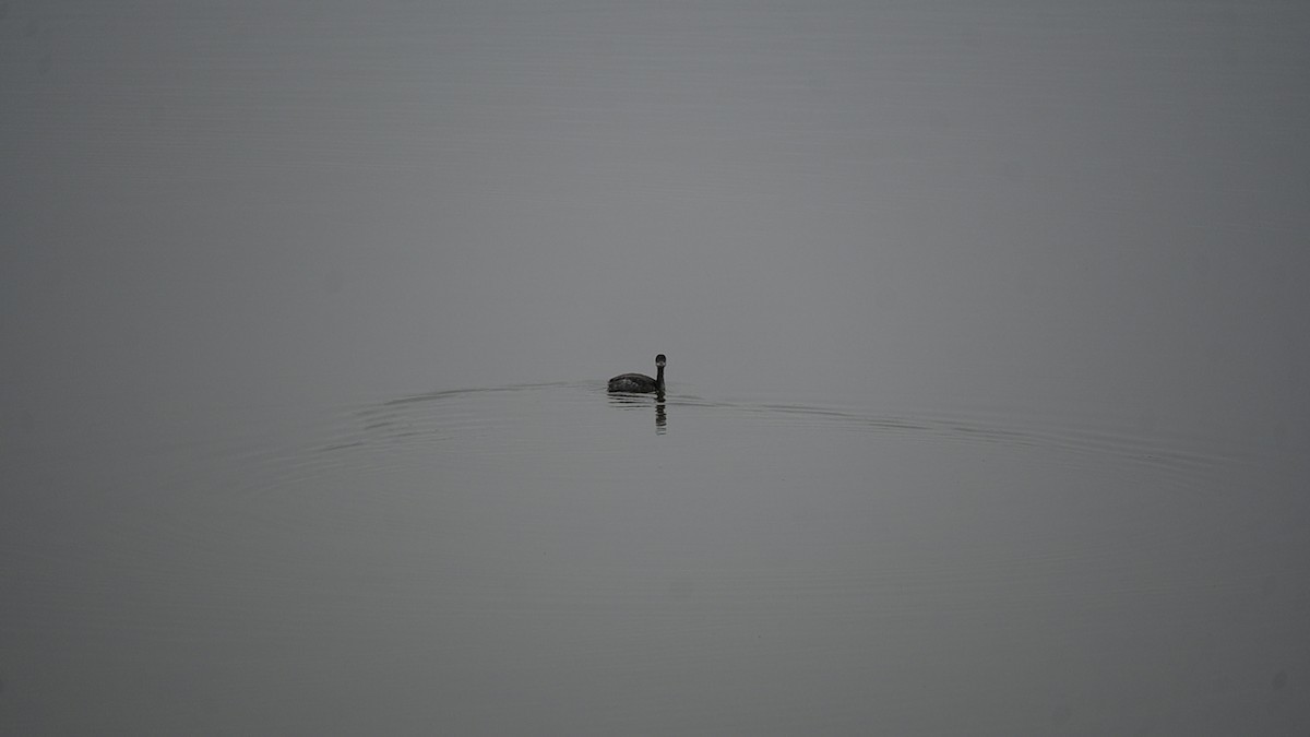 Eared Grebe - ML646124150