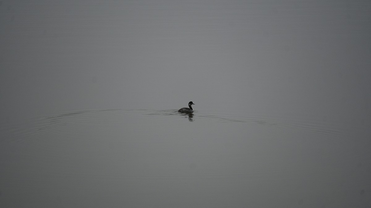 Eared Grebe - ML646124151