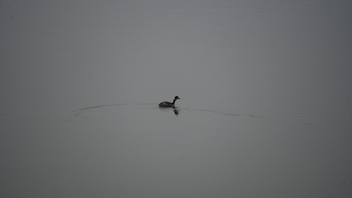 Eared Grebe - ML646124152