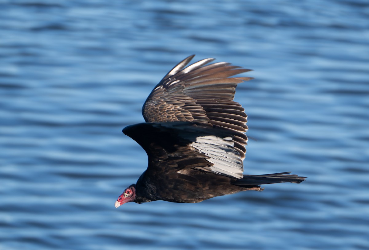 Turkey Vulture - ML646124153