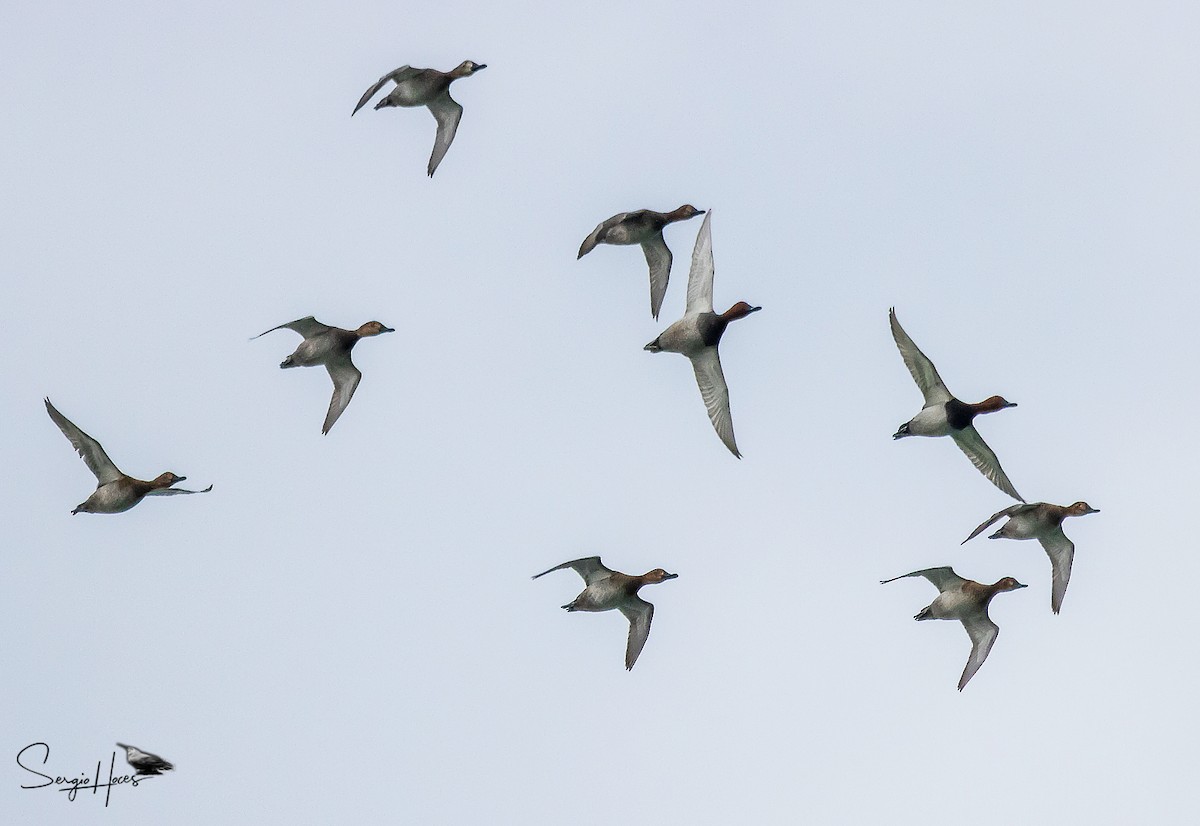 Moriglione - ML646124163