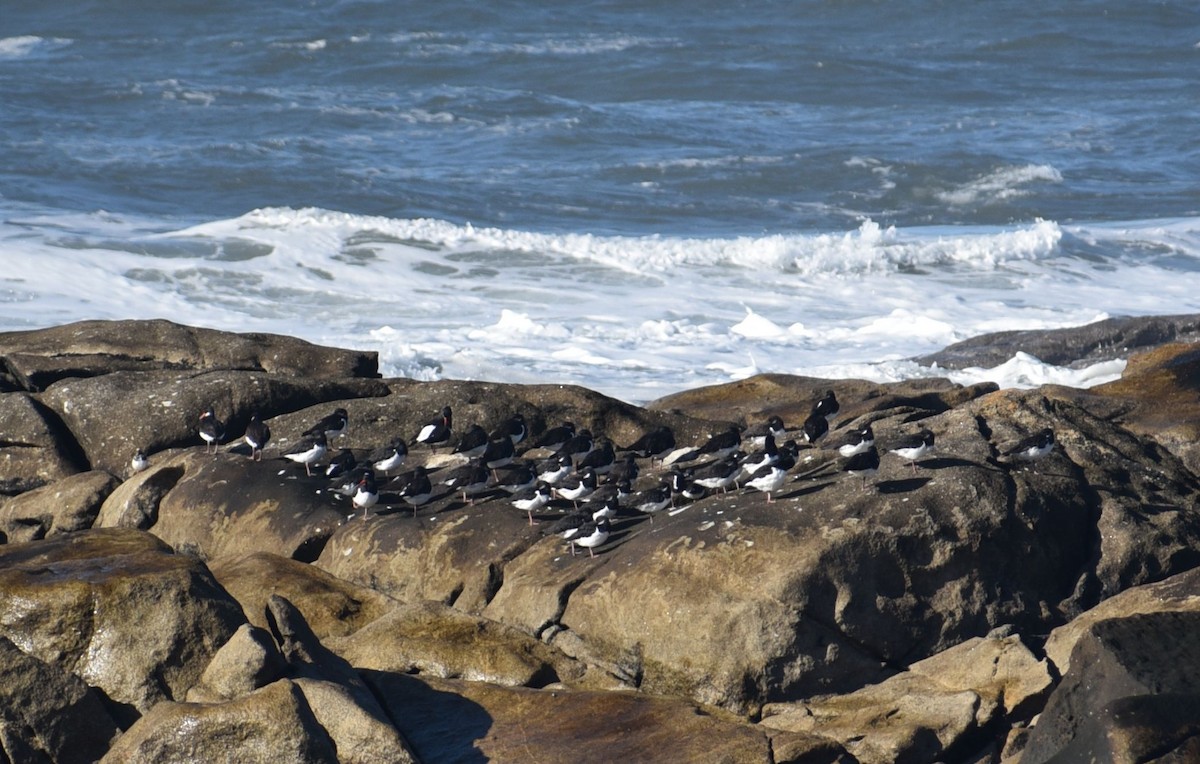 Eurasian Oystercatcher - ML646124167
