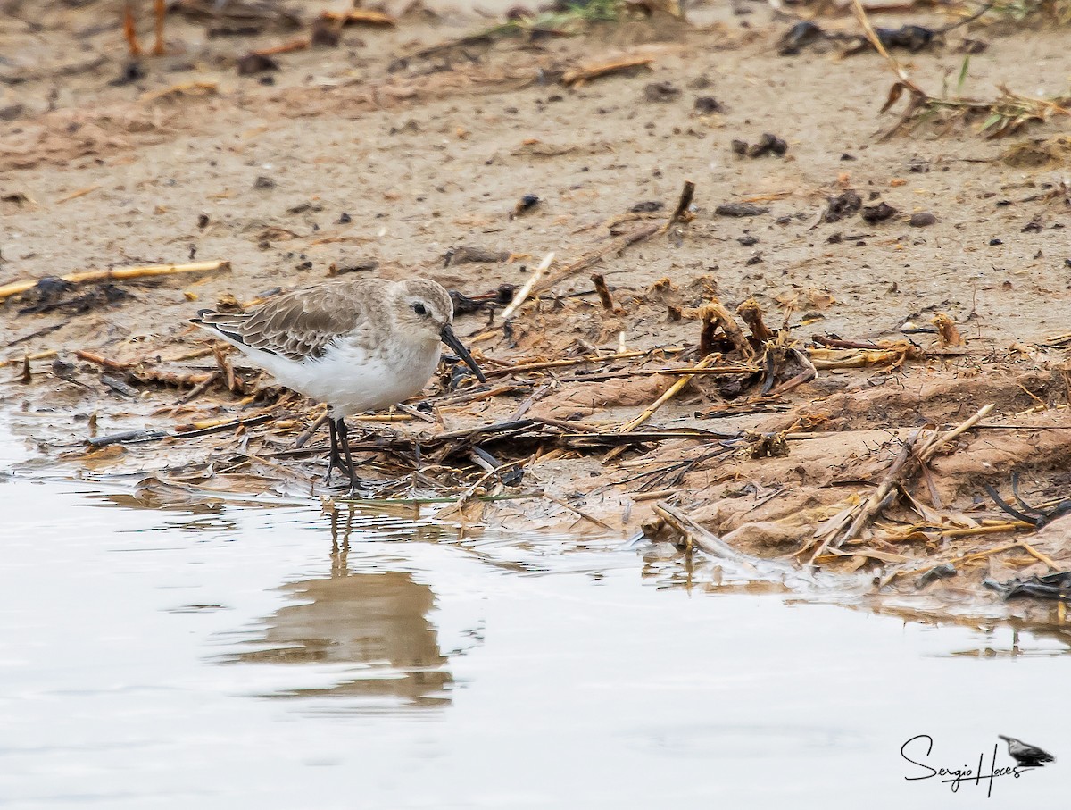 Piovanello pancianera - ML646124173