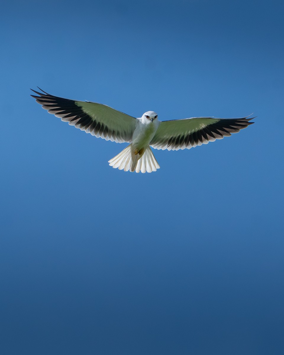 Black-winged Kite - ML646124177