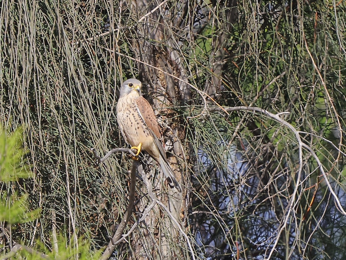 Eurasian Kestrel - ML646124181