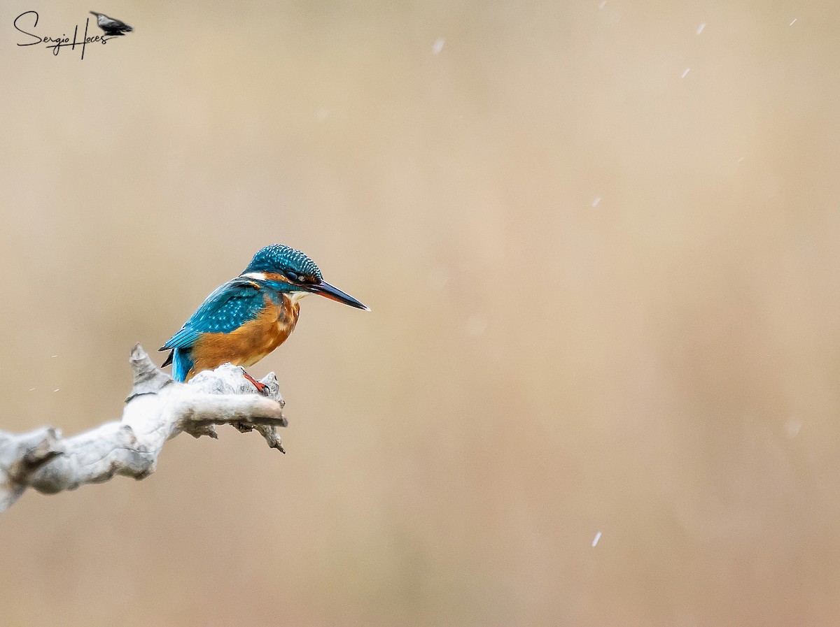 Martin pescatore - ML646124185