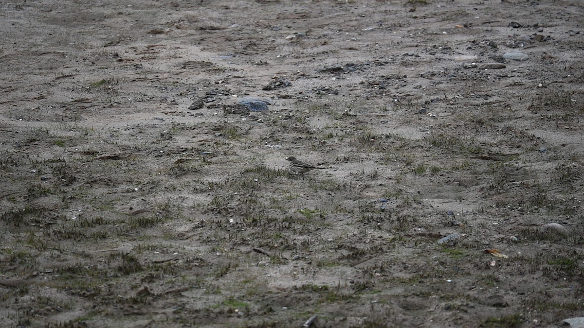 American Pipit - ML646124196