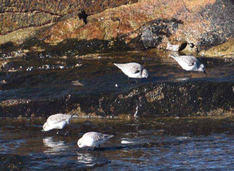 Sanderling - ML646124211