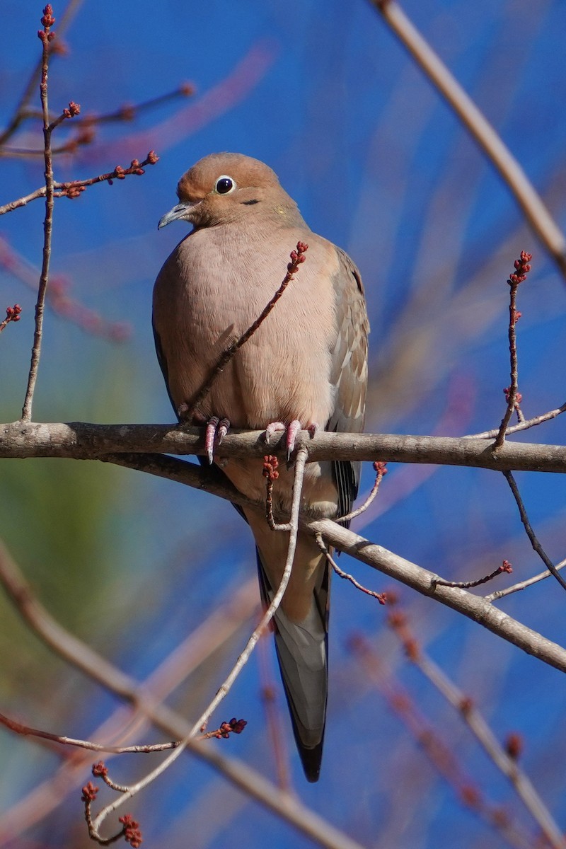 Mourning Dove - ML646124216