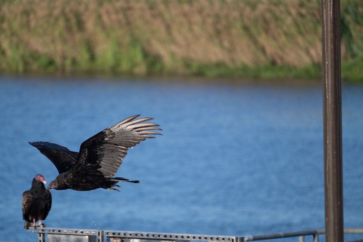 Turkey Vulture - ML646124218
